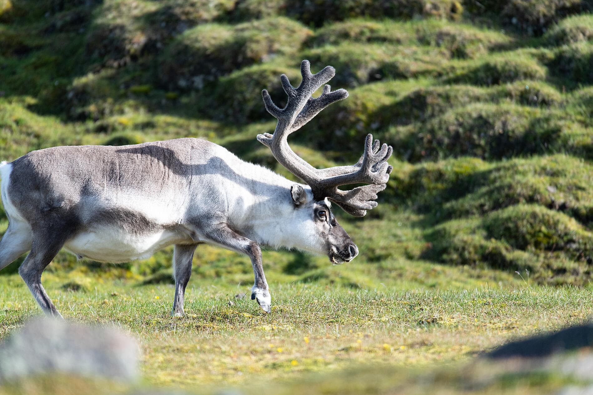 Du Svalbard à l'Islande : odyssée polaire 