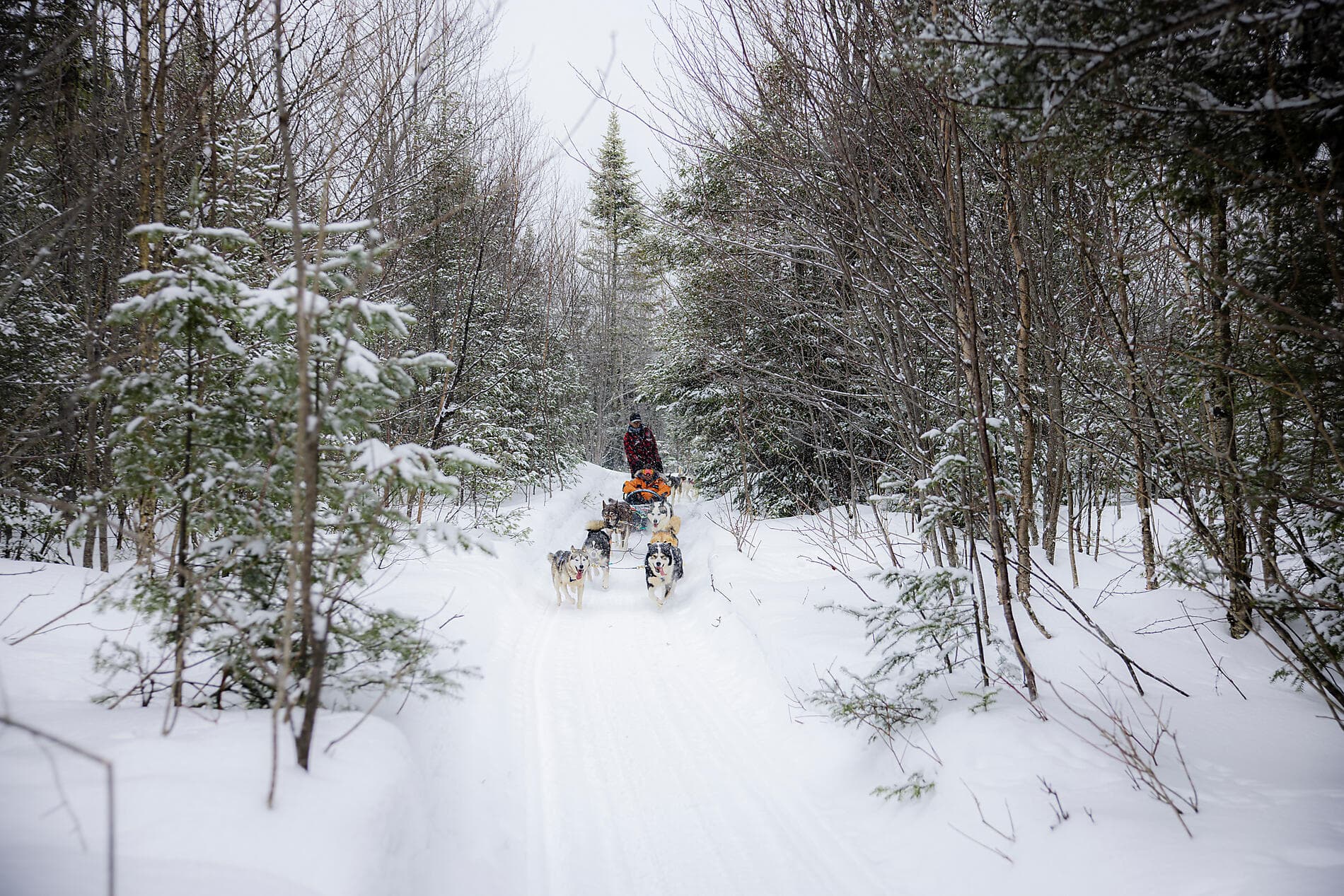 Derniers instants d'hiver, du Saint-Laurent au Groenland   ©PONANT-Julien Fabro