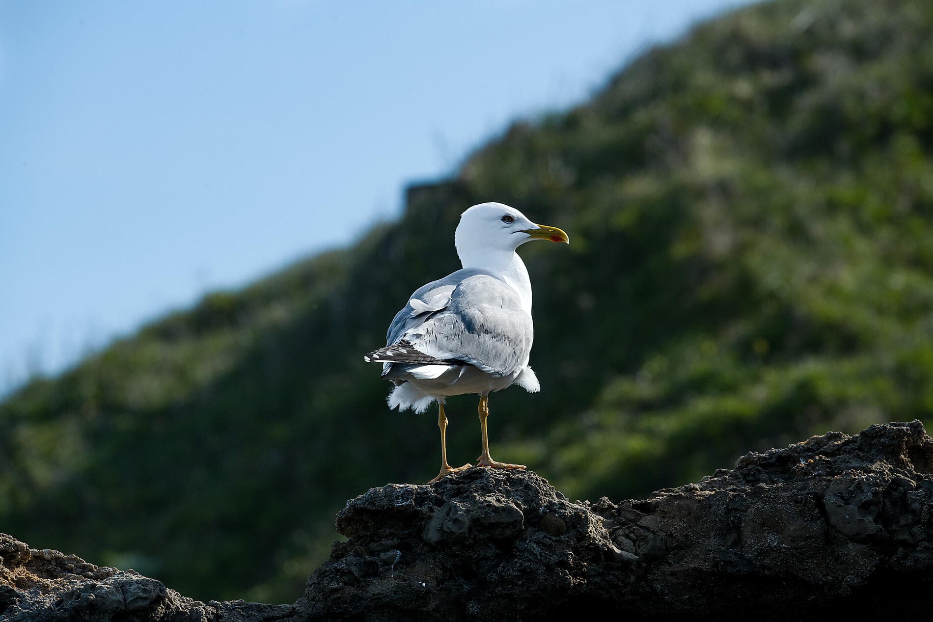 Saveurs, vignes et océan