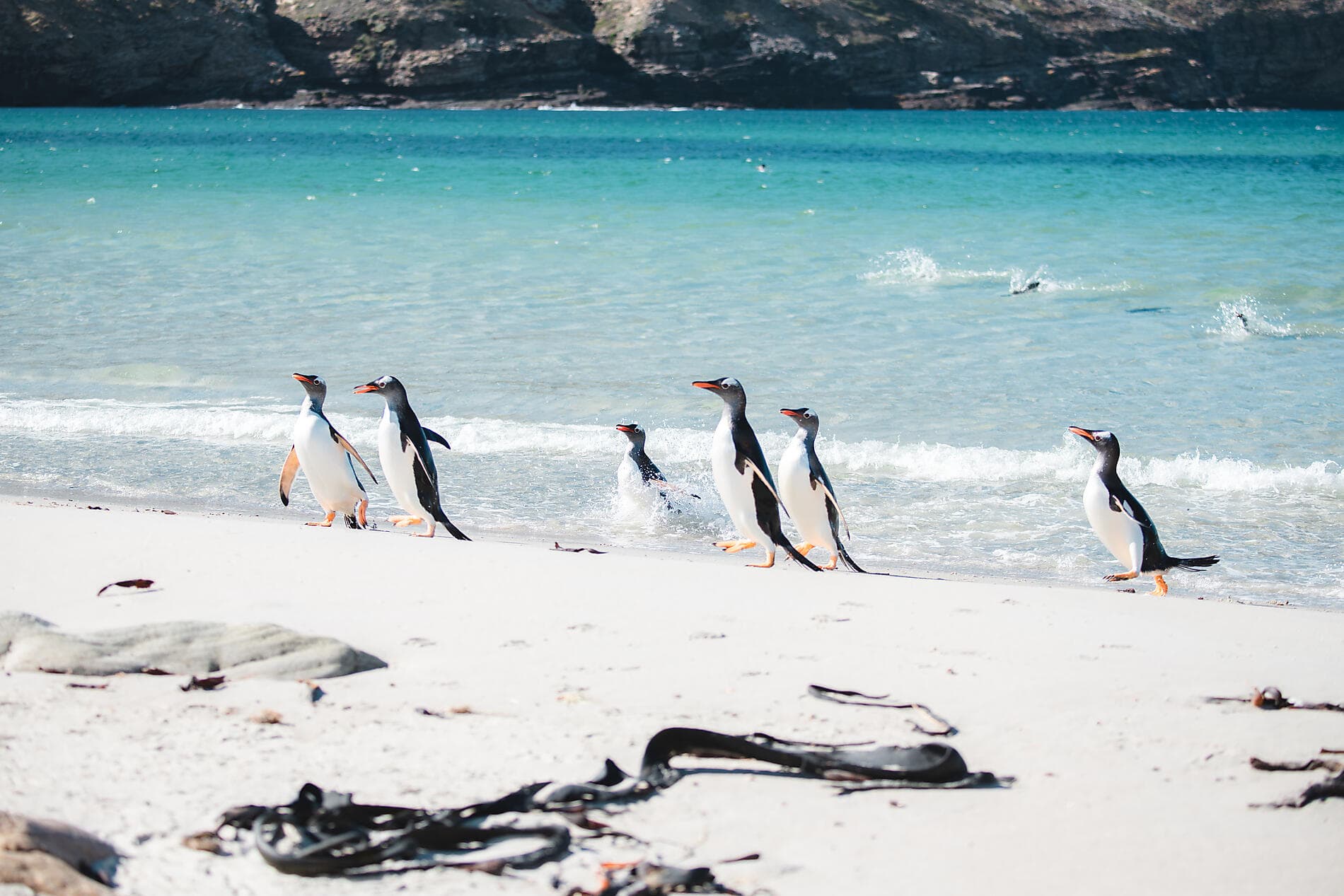 Voyage en terres australes et péninsule Valdés