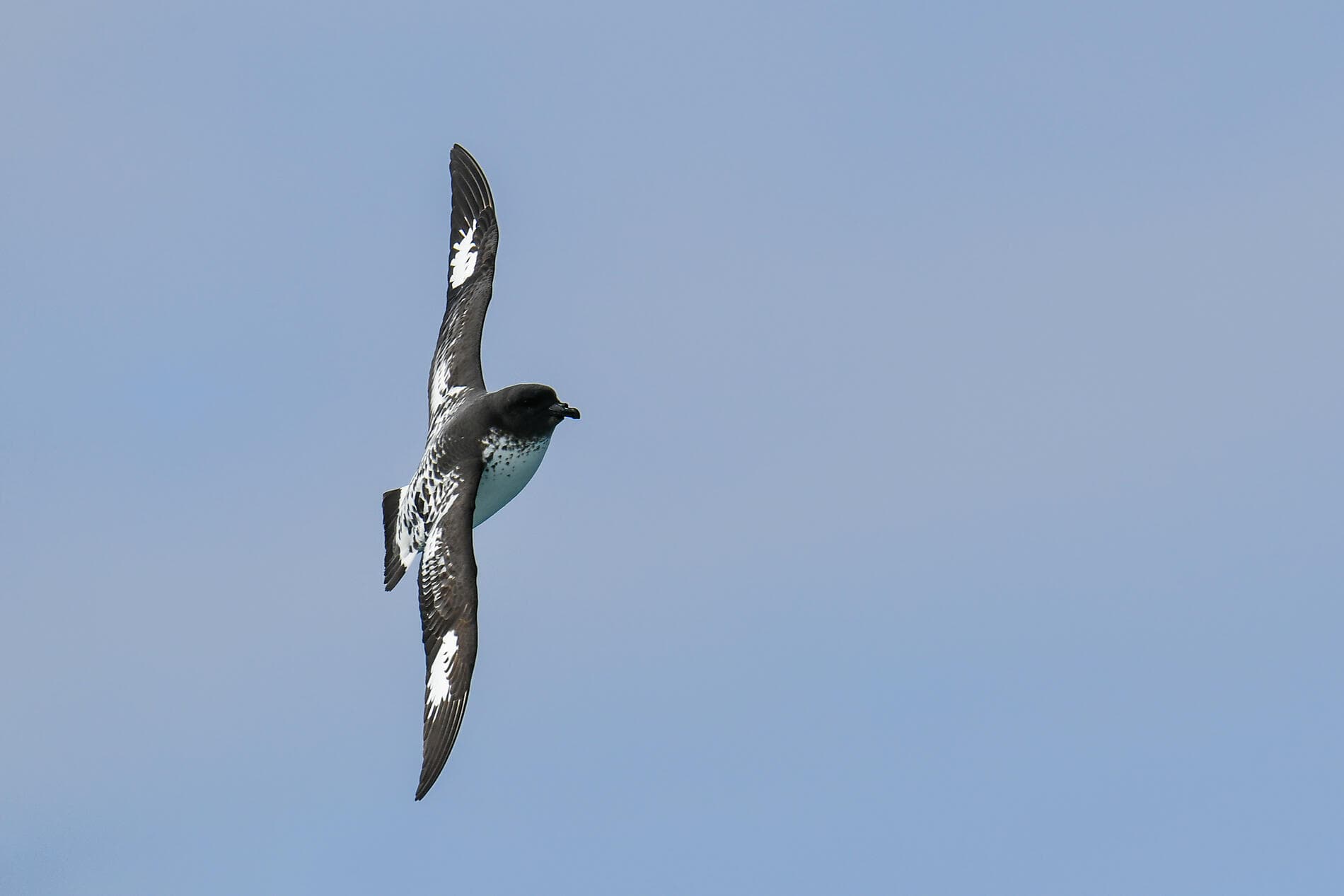 La grande boucle australe