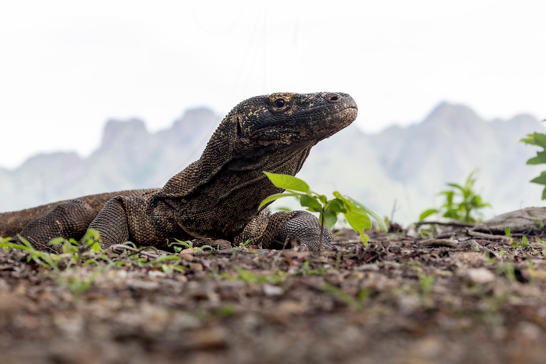 Temples sacrés et sanctuaires naturels d'Indonésie