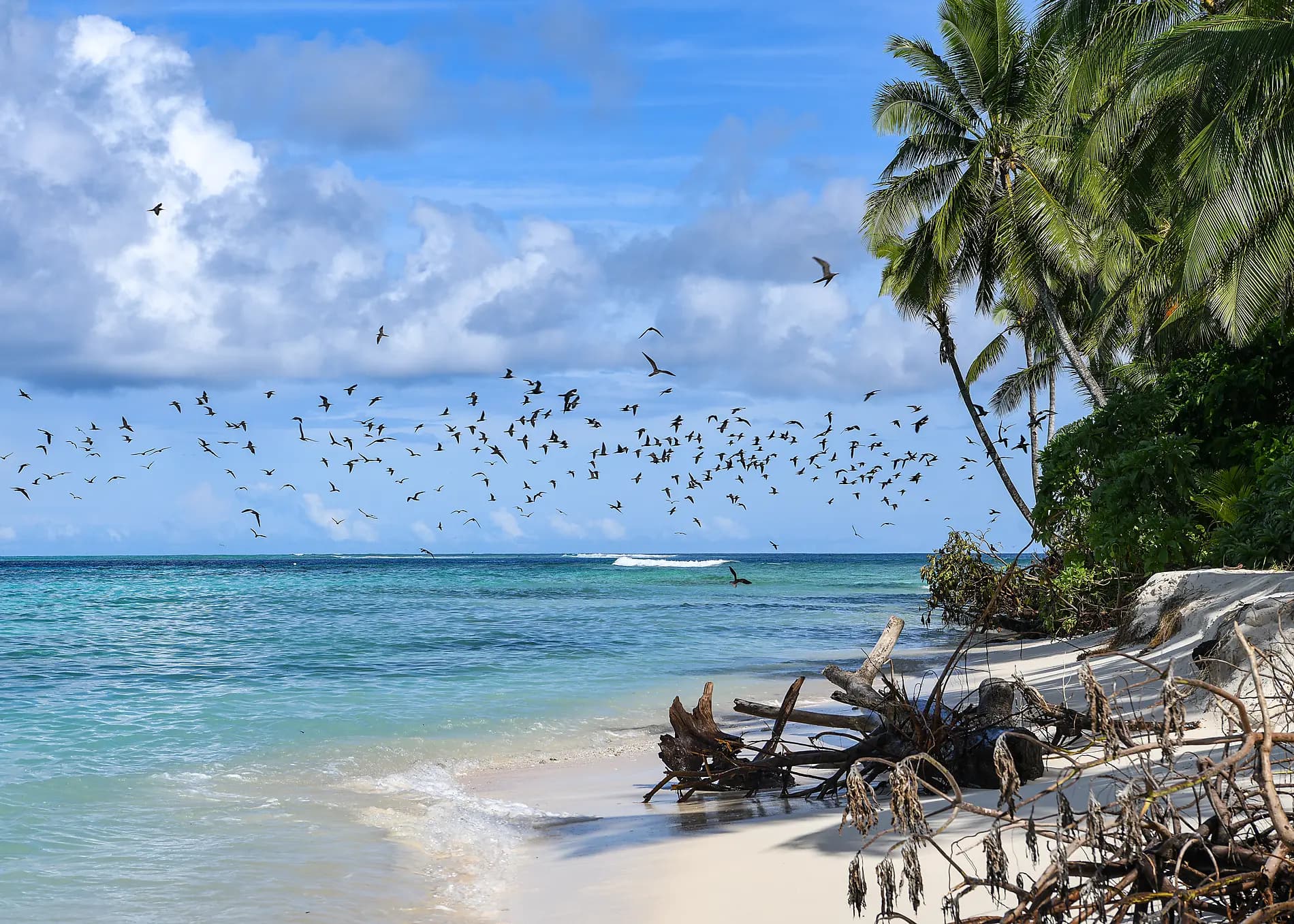 Odyssée en Nouvelle-Guinée 