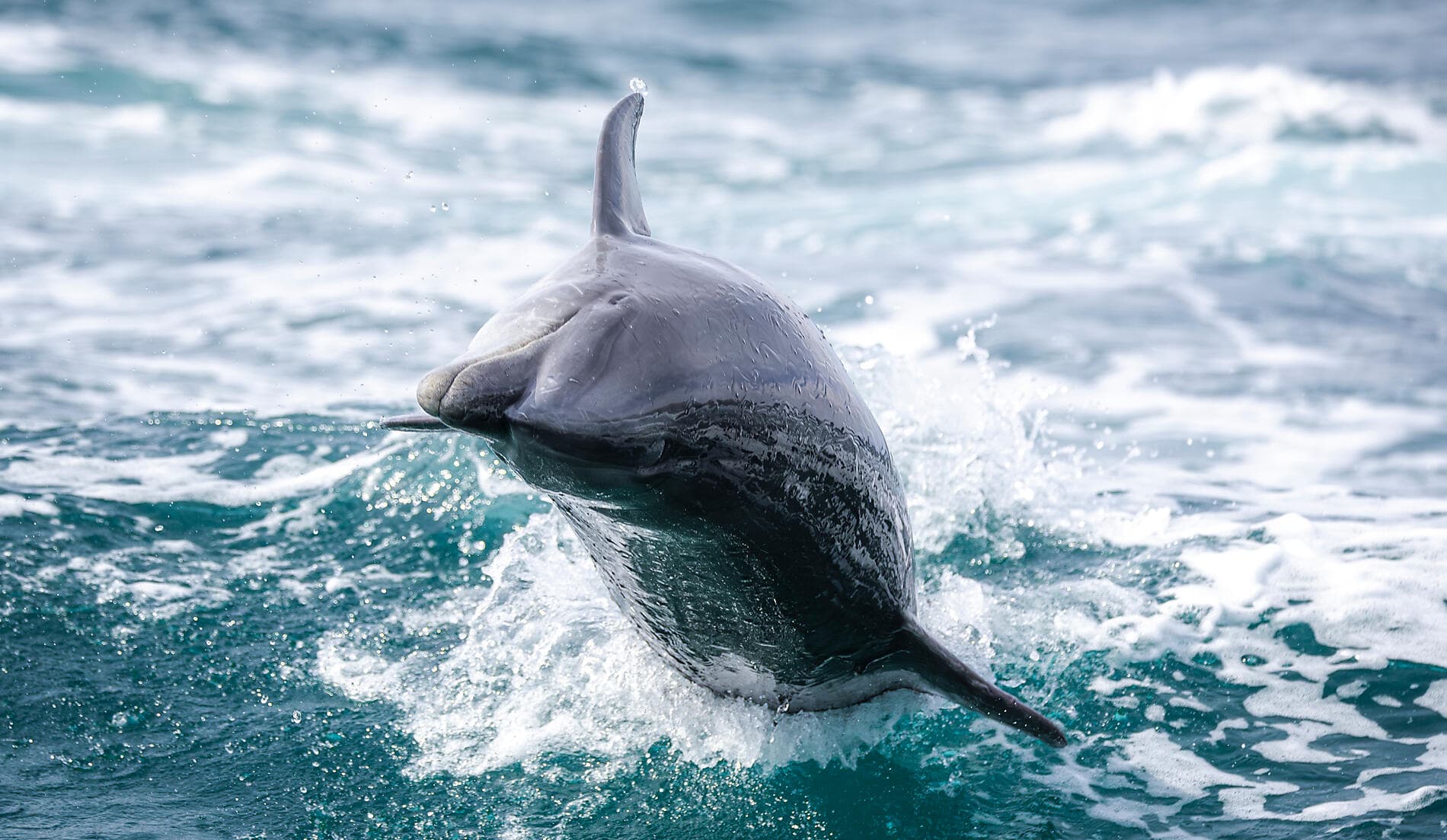 Exploration au cœur de la Basse-Californie
