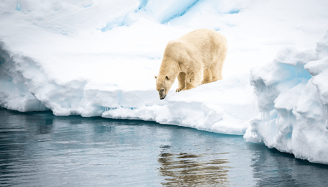 Au cœur des glaces de l'Arctique, du Groenland au Svalbard