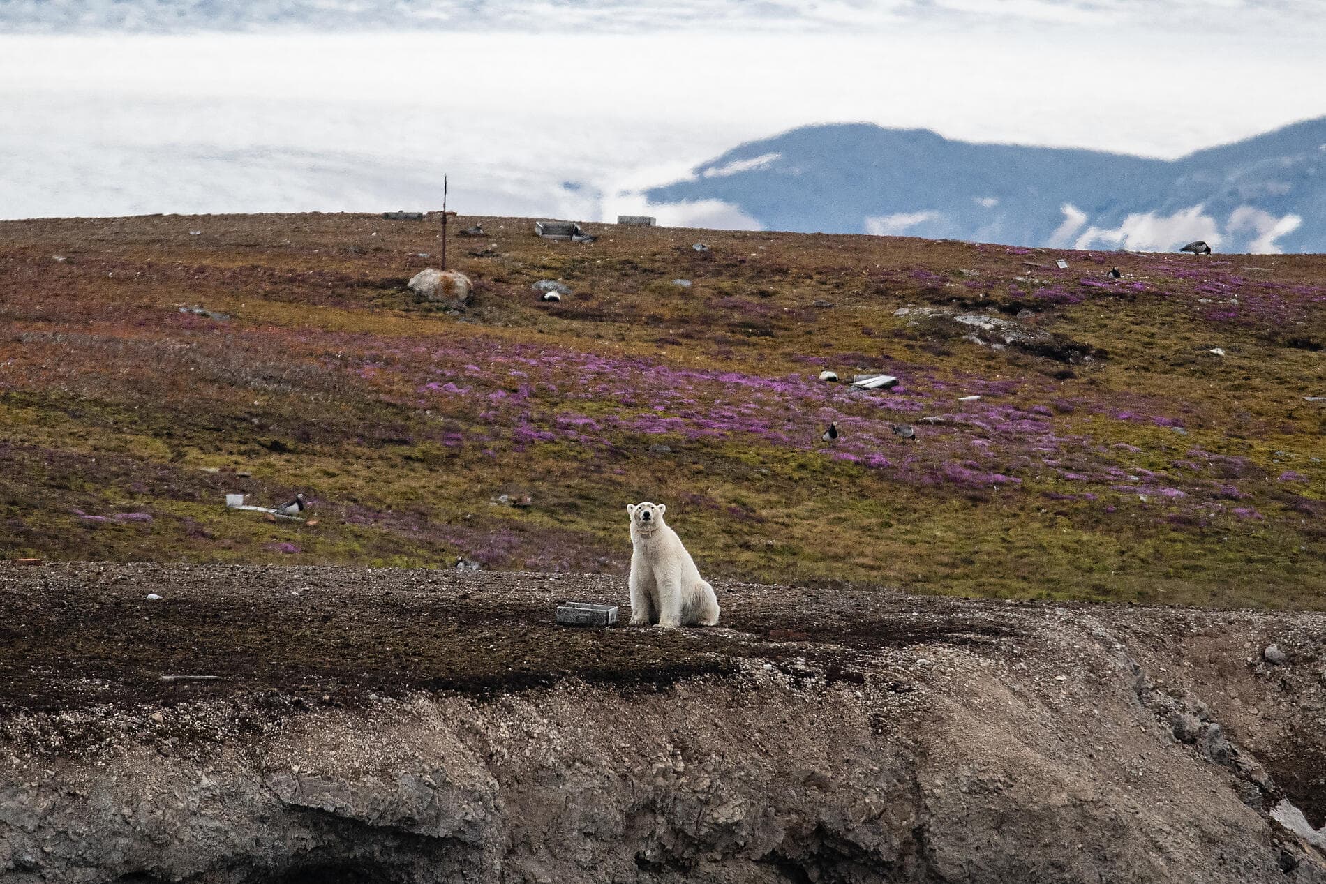 Cap sur la région de Thulé 