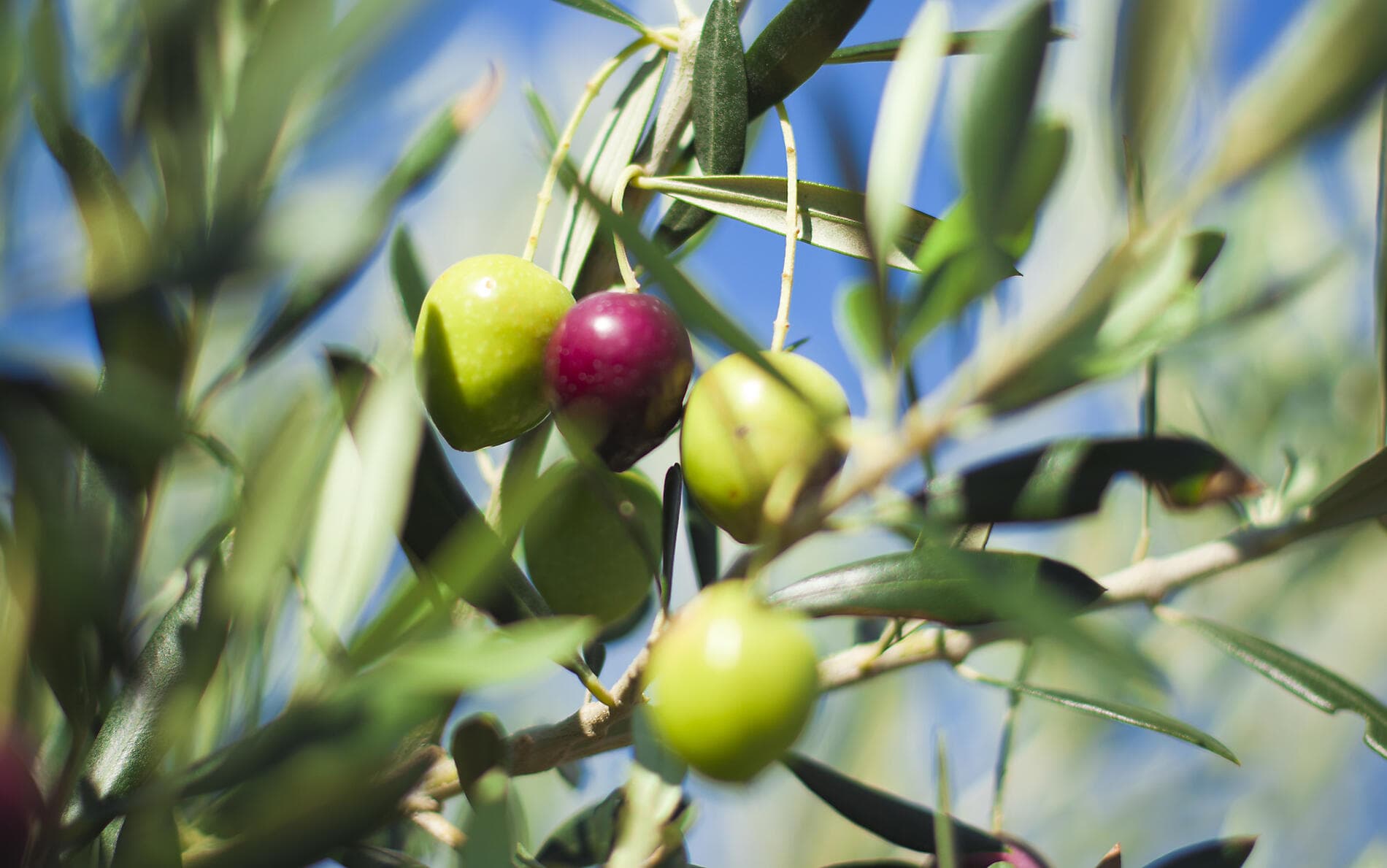 Le Ponant d'île en île, d'Athènes à Dubrovnik