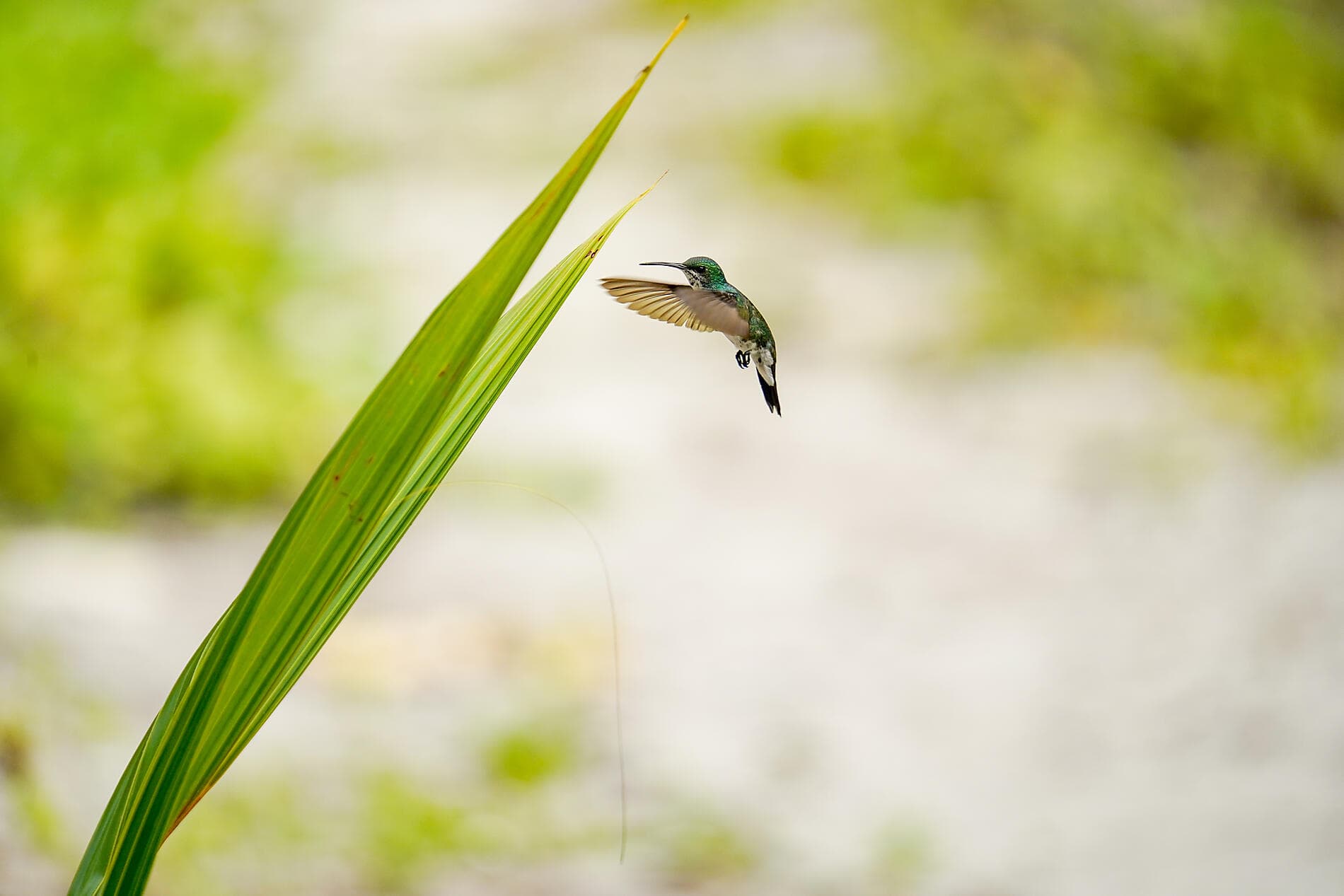 De la beauté sauvage du Panama aux rivages péruviens