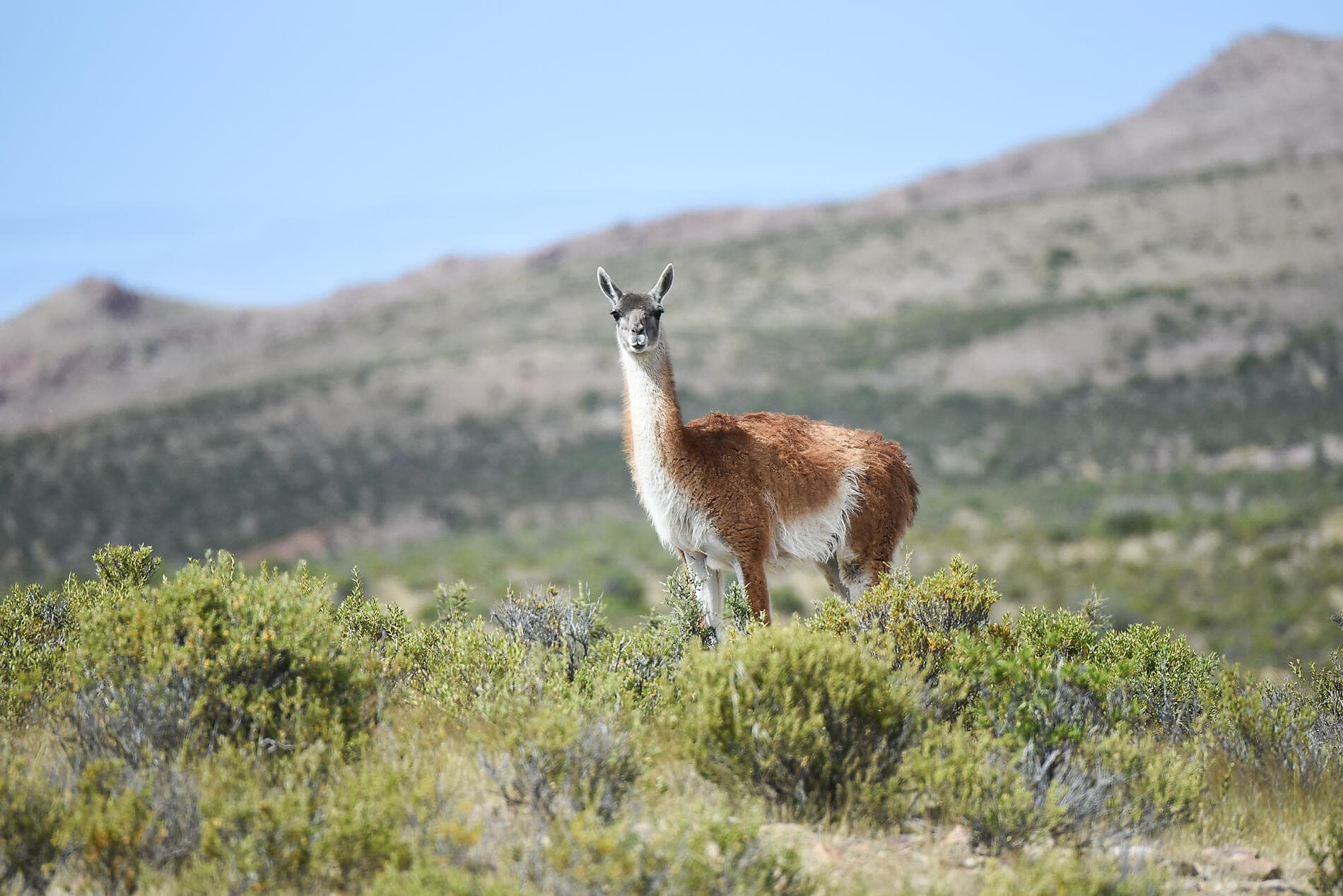 Voyage en terres australes et péninsule Valdés