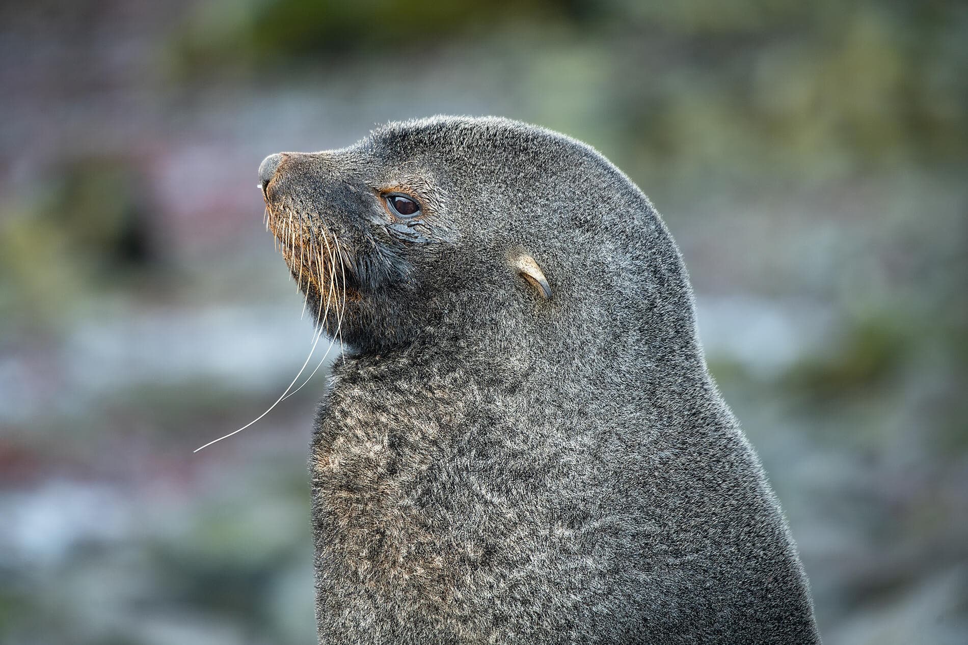 Falkland, Géorgie du Sud & péninsule Valdés : au cœur du monde sauvage 