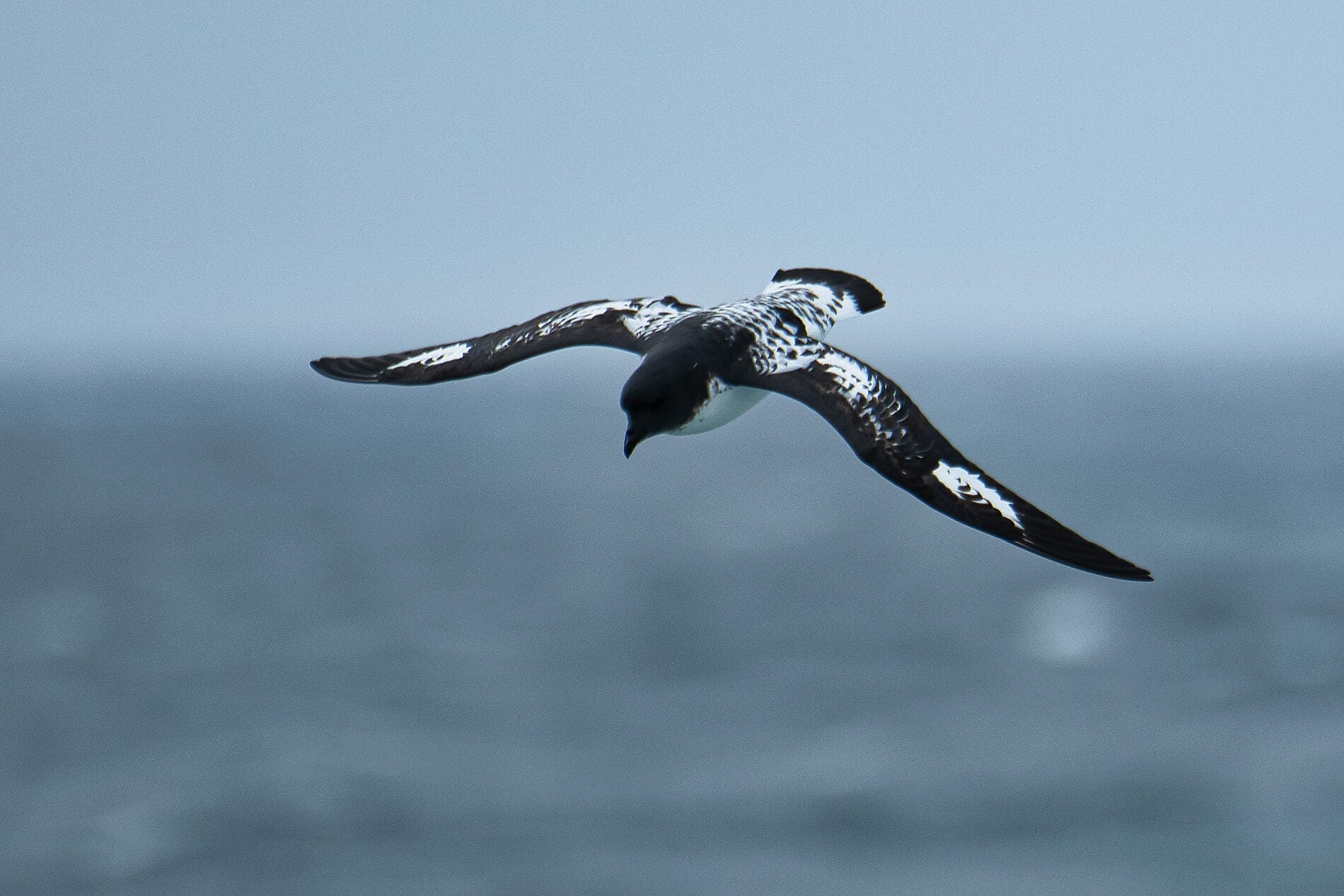L'essentiel des fjords chiliens