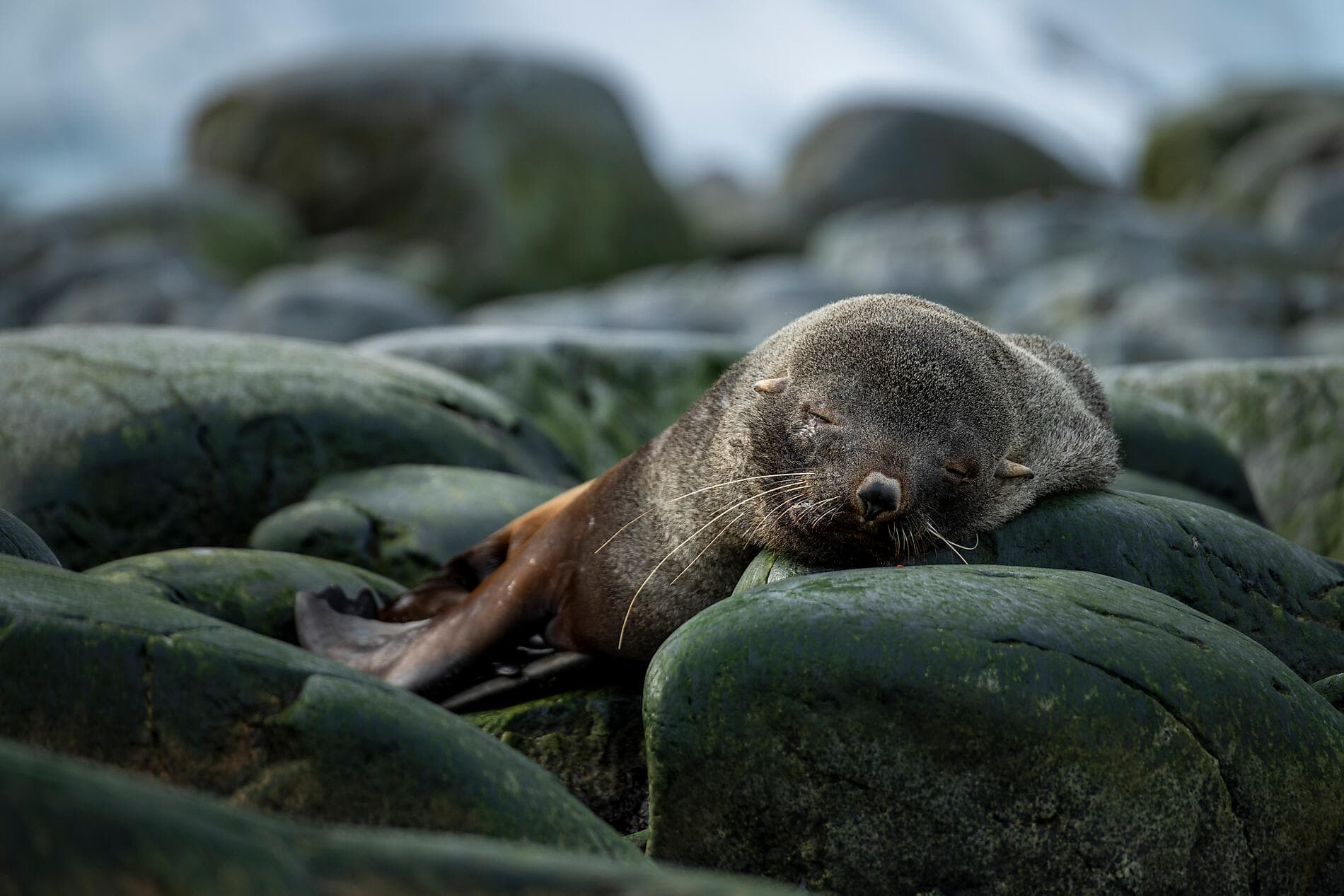 Entre deux continents, terres inexplorées orientales d'Antarctique 