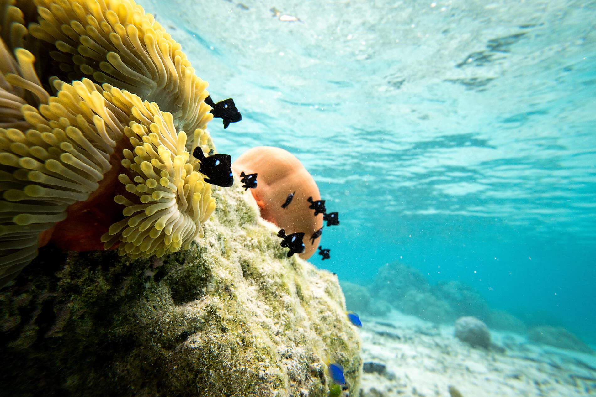 Îles Cook et îles de la Société 