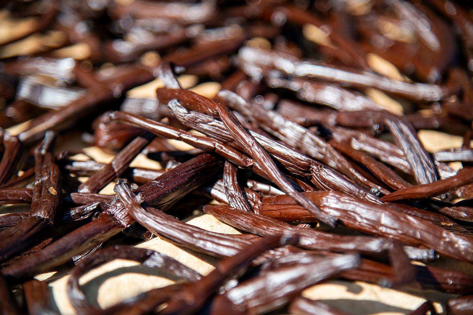 Marquises, Tuamotu et îles de la Société 