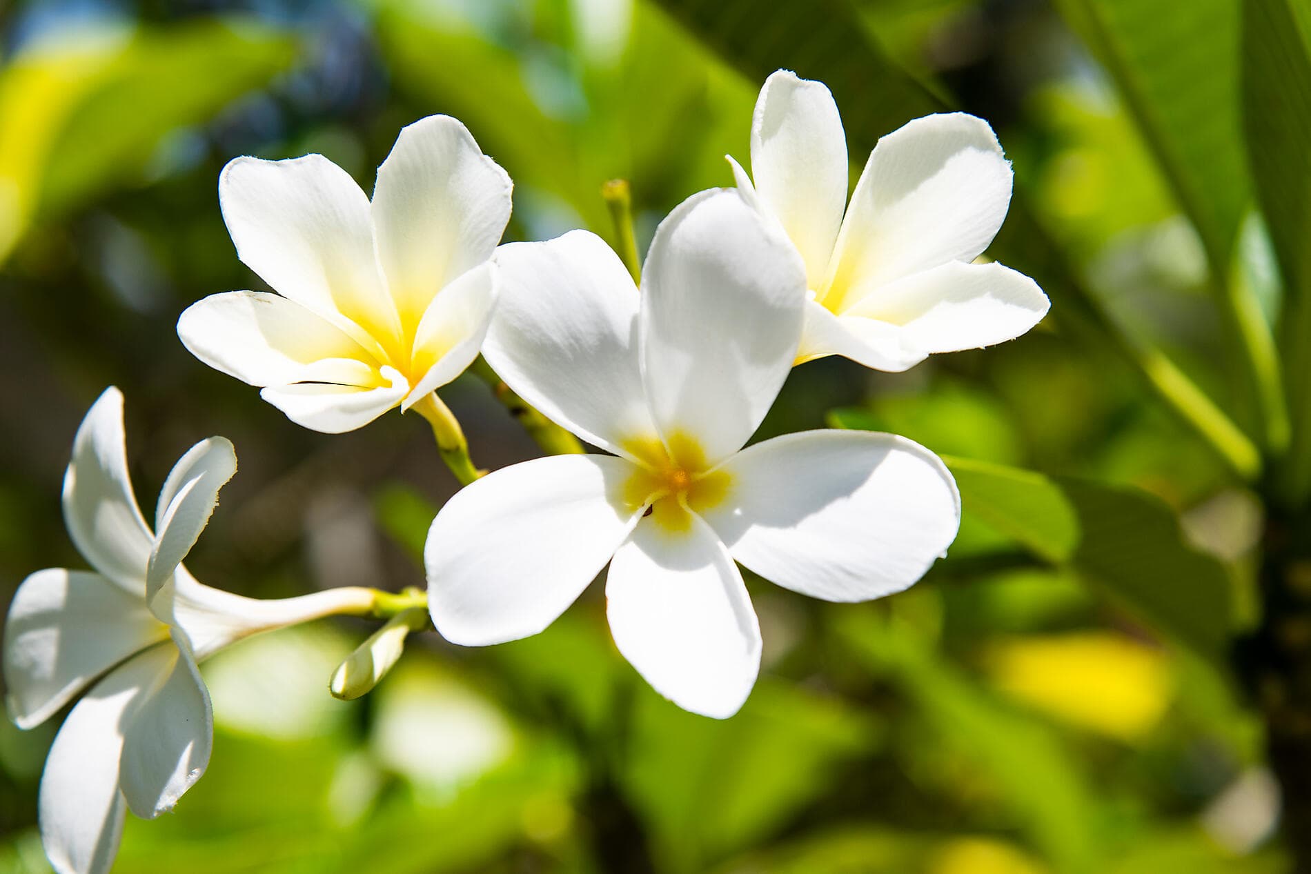 Tahiti et les îles de la Société