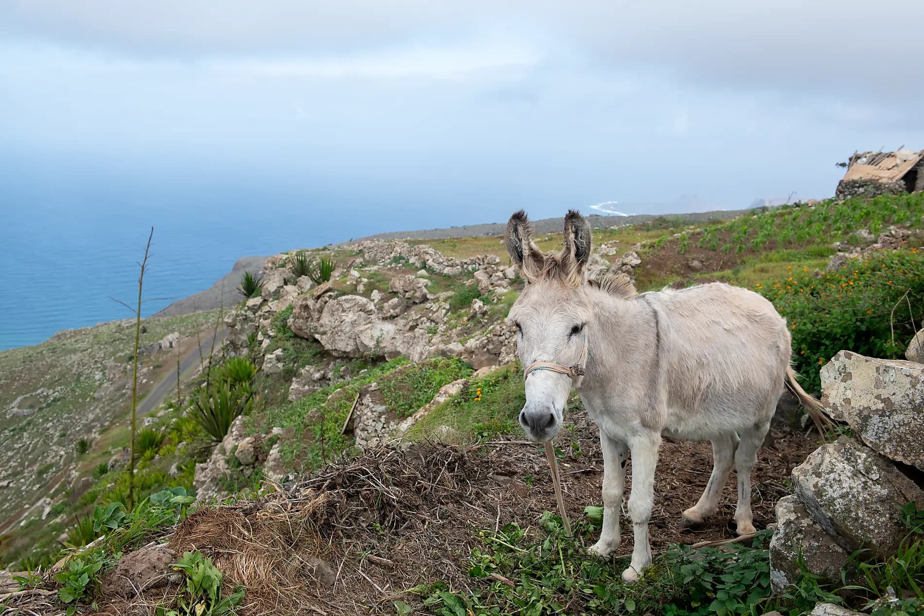 Entre volcans et océan, des Canaries au Cap-Vert