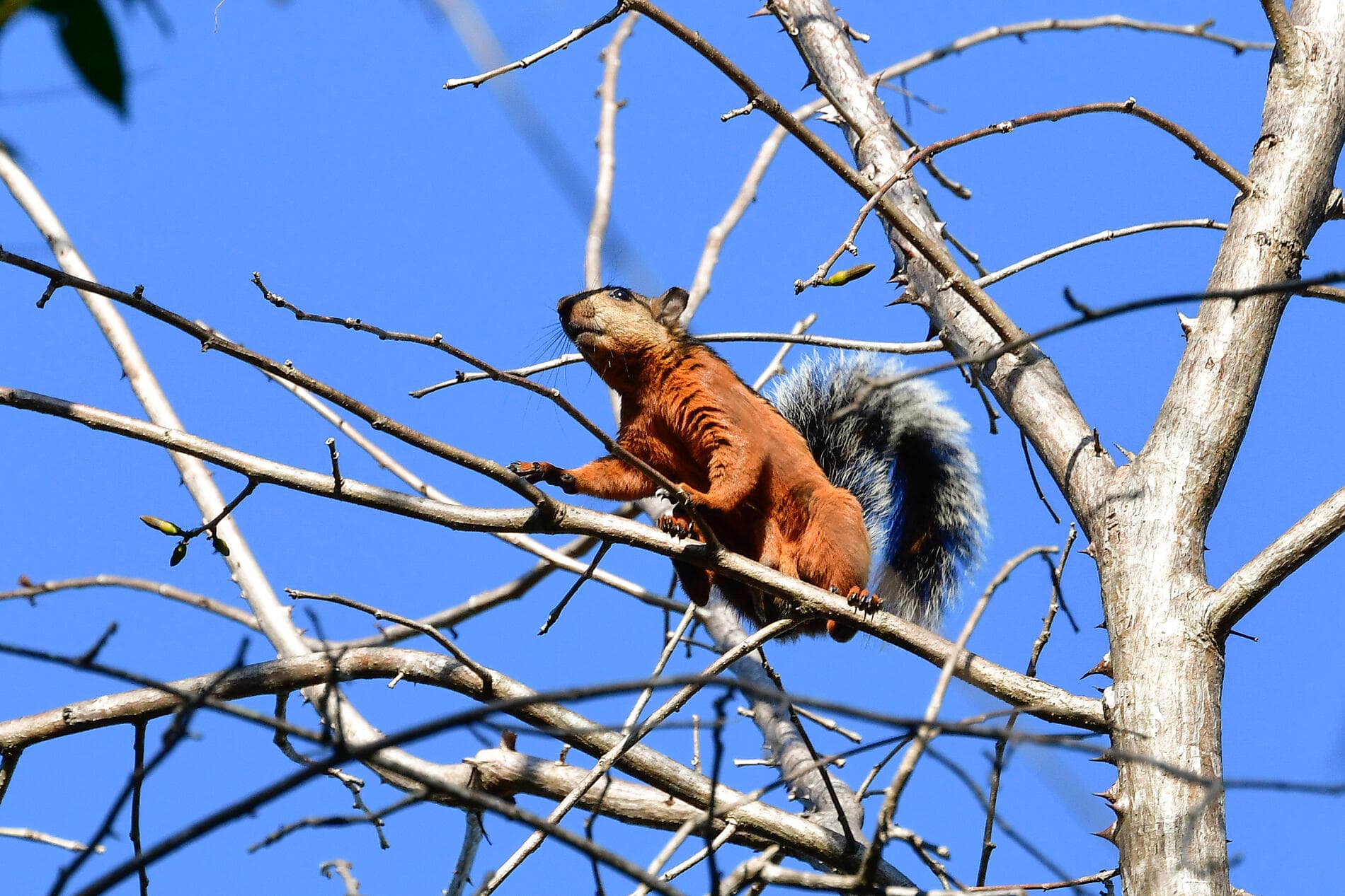 Secrets d'Amérique centrale 