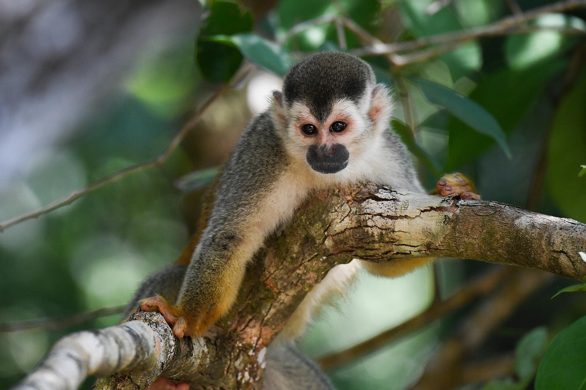Secrets d'Amérique centrale 