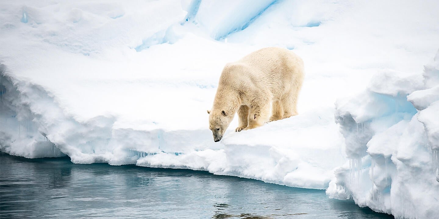 Au cœur des glaces de l'Arctique, du Groenland au Svalbard Au cœur des glaces de l'Arctique, du Groenland au Svalbard