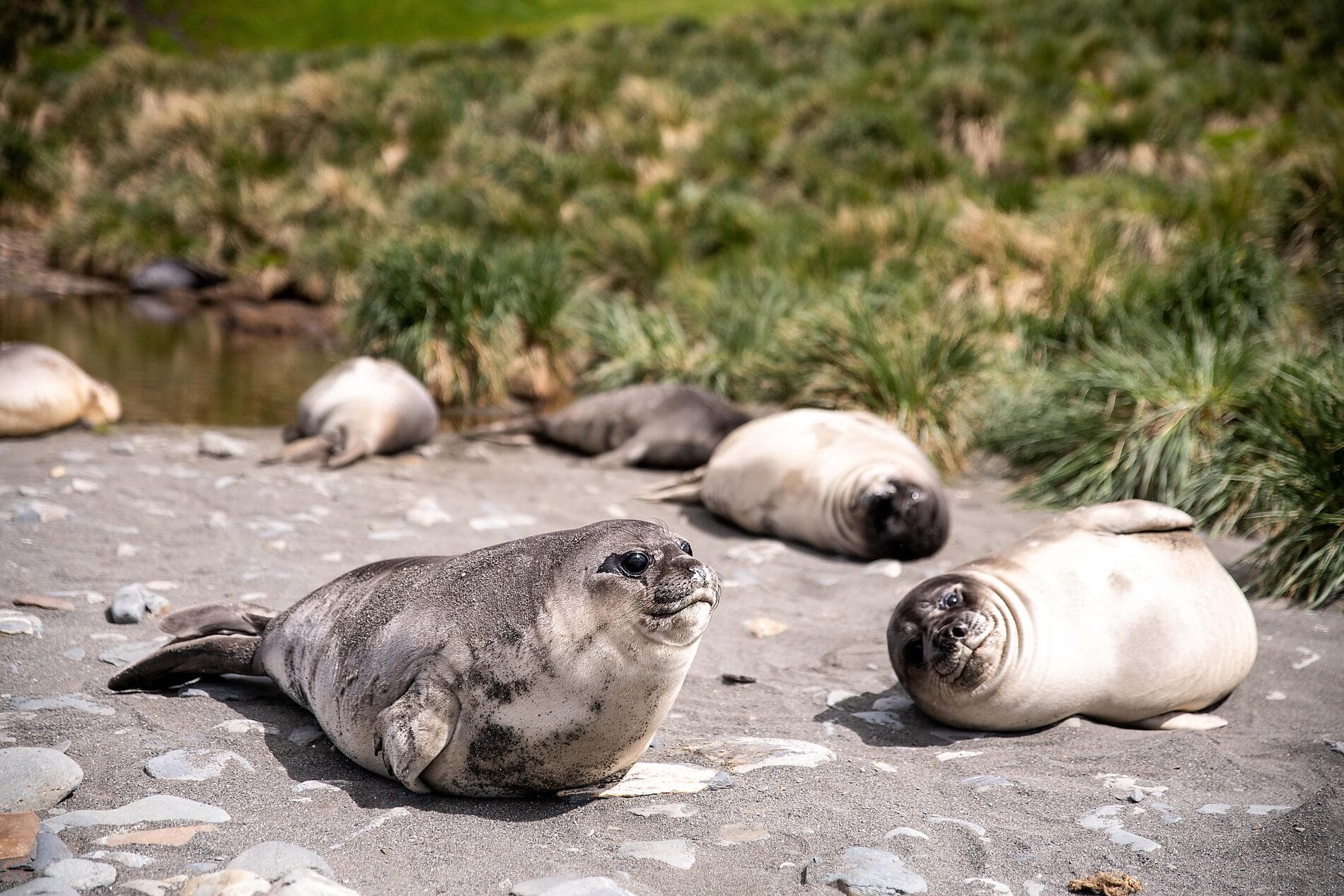 Voyage en terres australes et péninsule Valdés