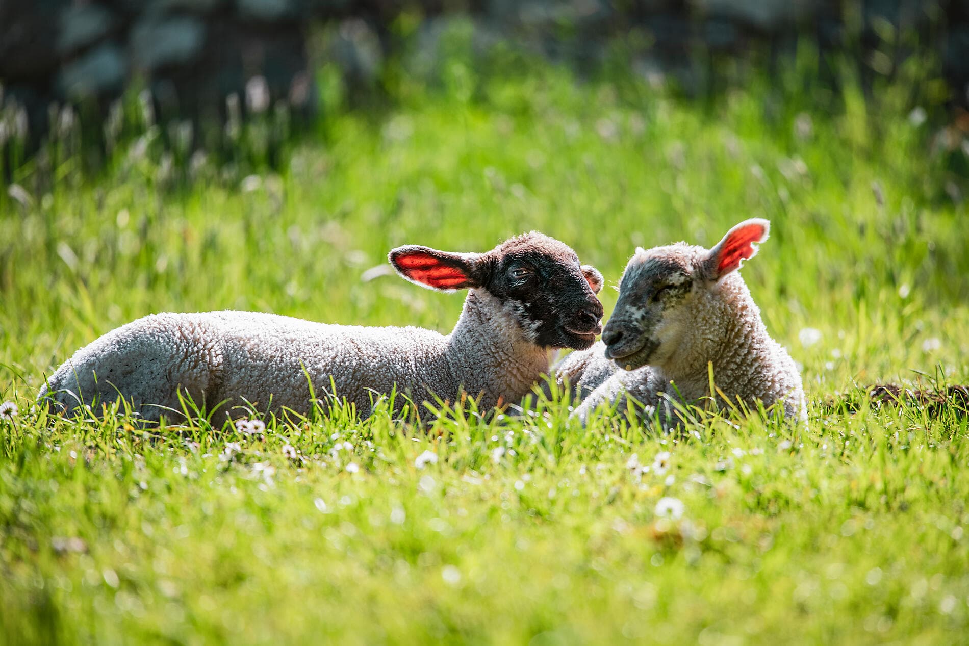 Autour de l’île d’Émeraude