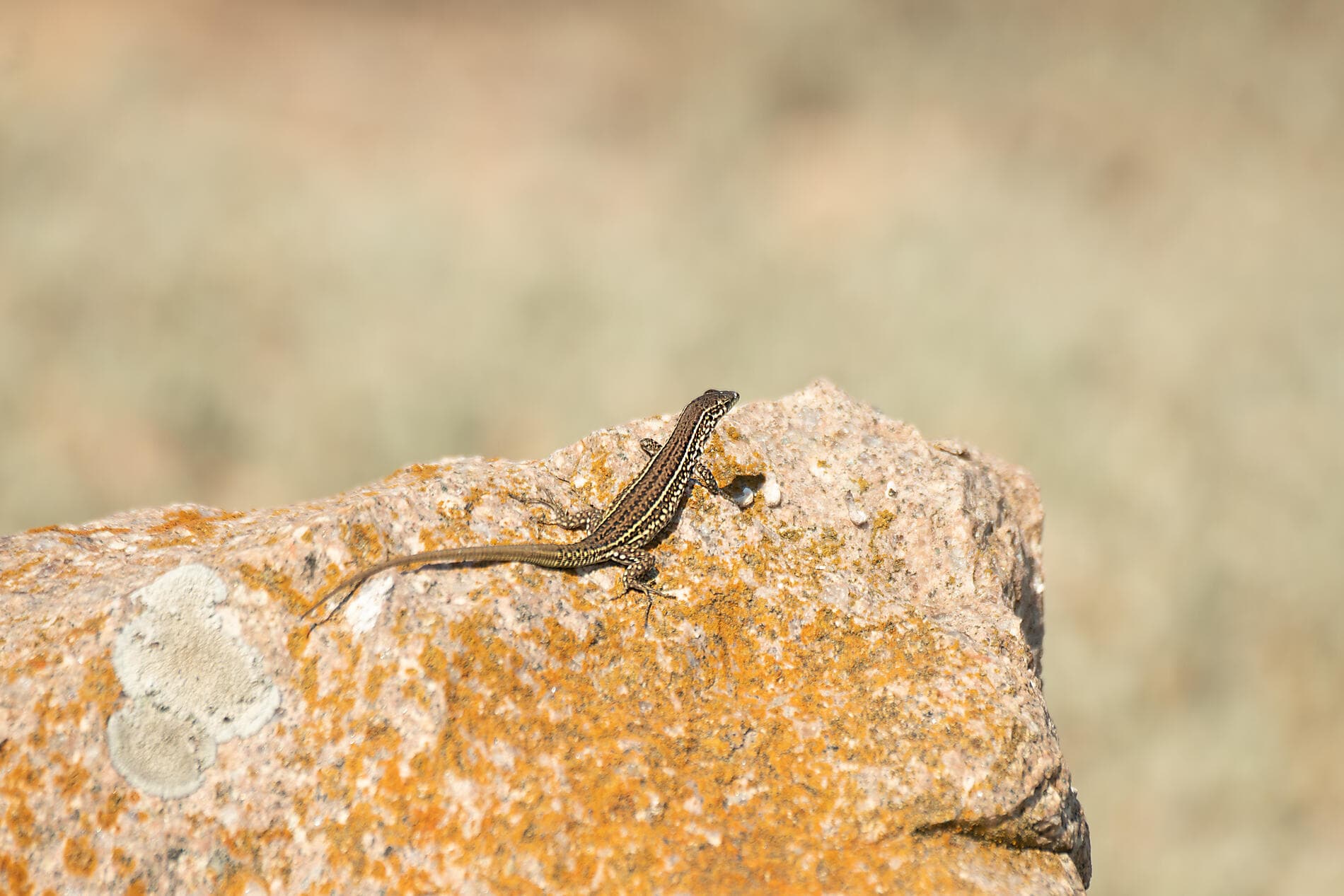 Rivages corses sous les voiles du Ponant