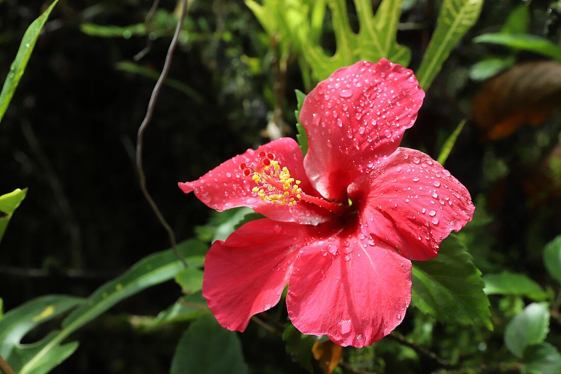 Une journée détente aux îles Fidji