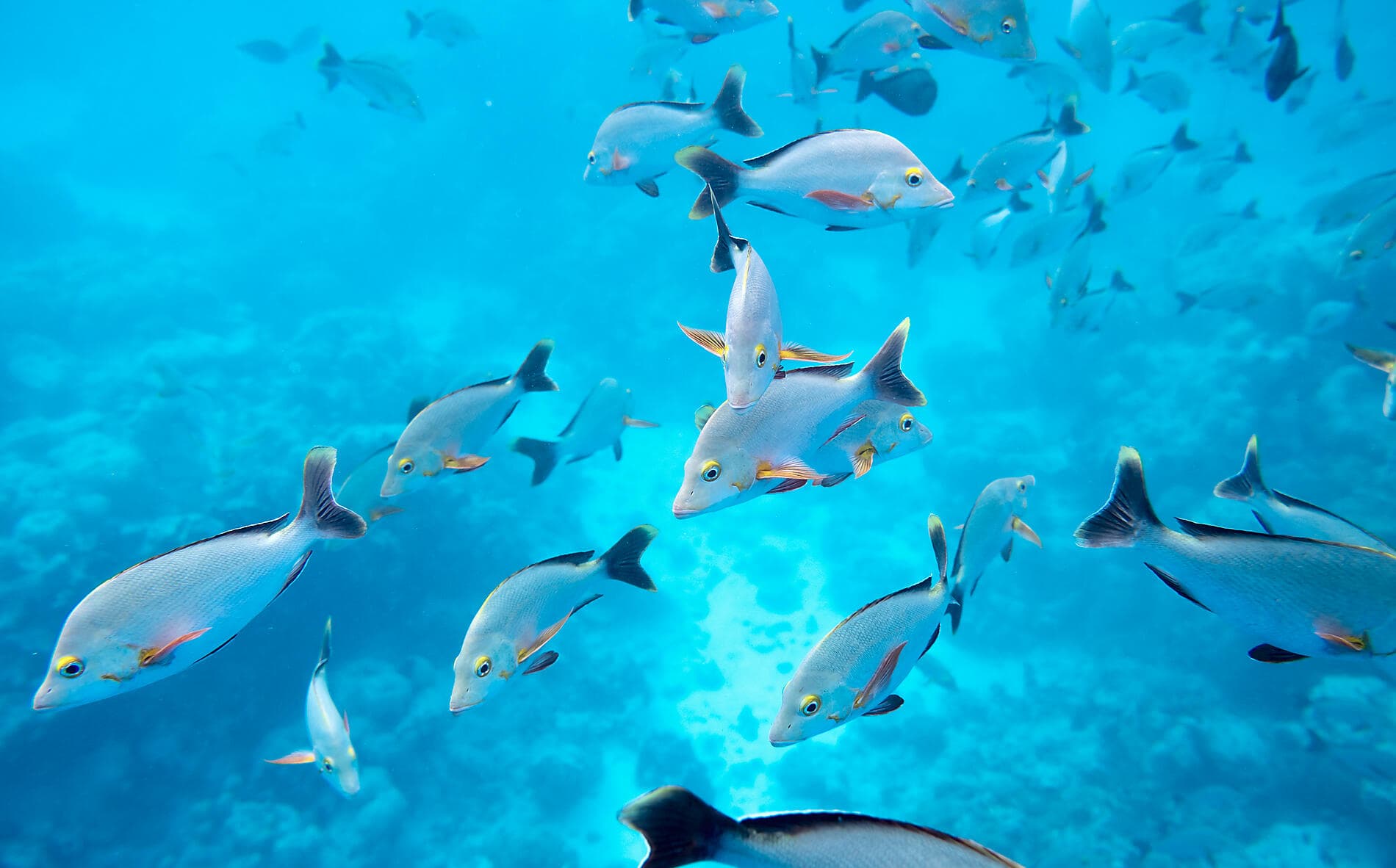 Îles de la Société et Tuamotu